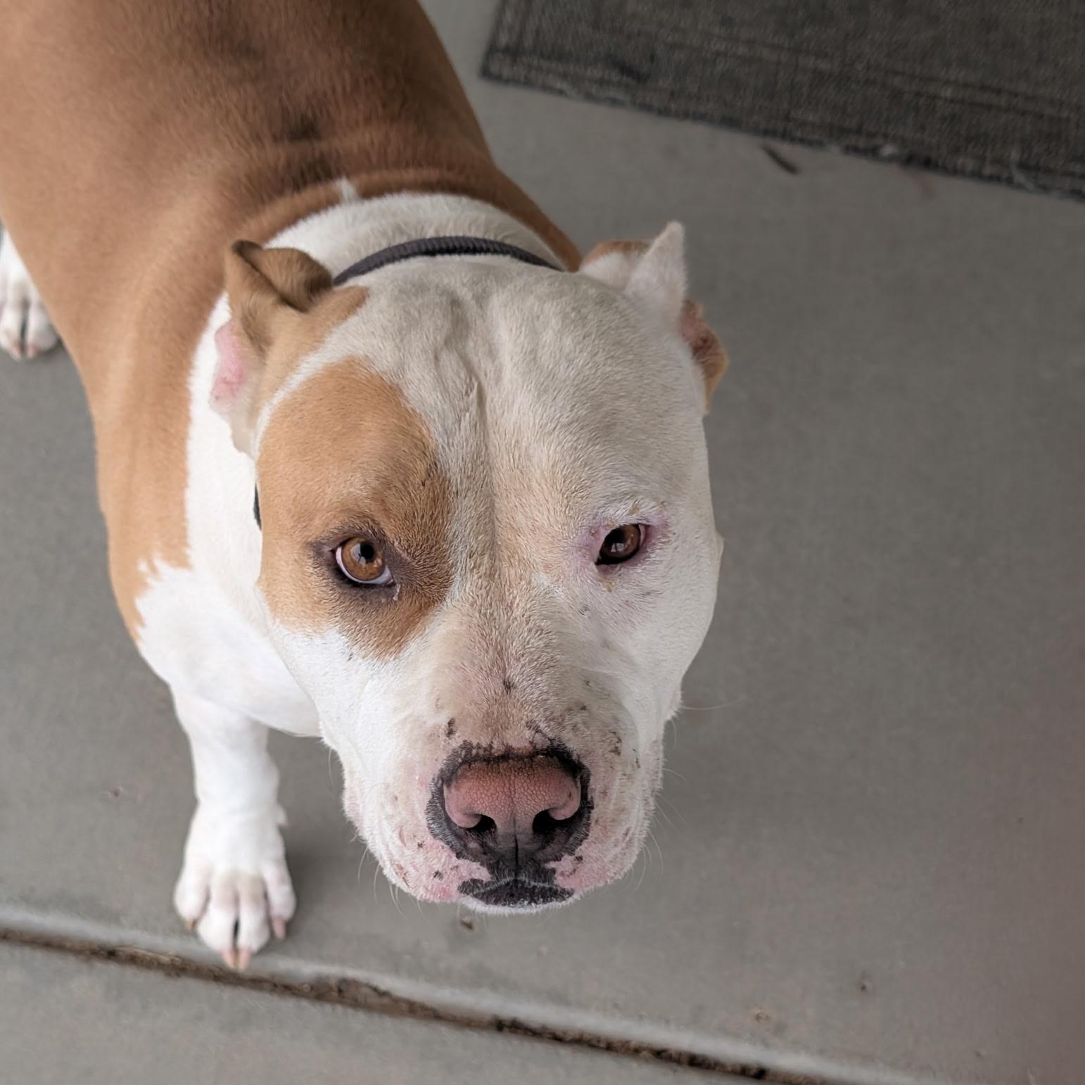 Mello, Adult Male Pit Bull Terrier