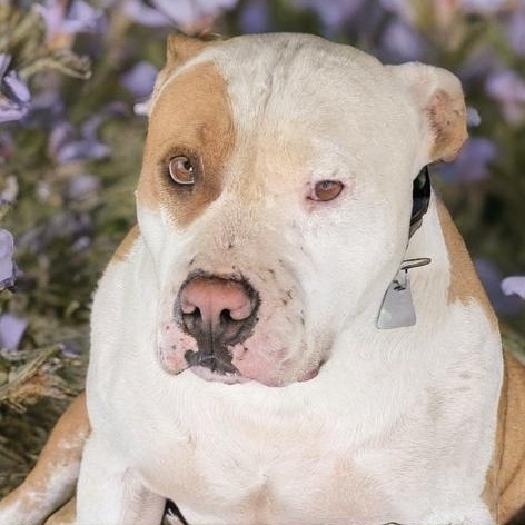 Mello, Adoptable, Adult Male Pit Bull Terrier.