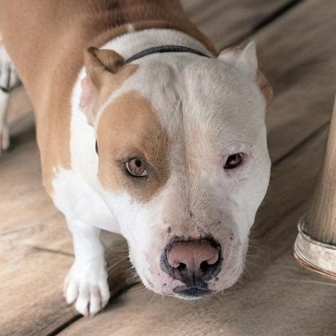 Mello, Adoptable, Adult Male Pit Bull Terrier.