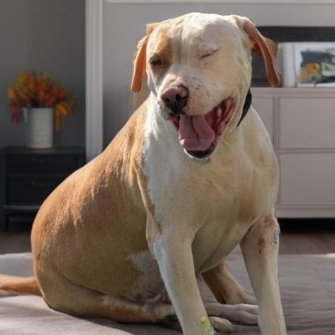 Enlarge Mello, a Adoptable Pit Bull Terrier in Seal Beach, CA image 6/6