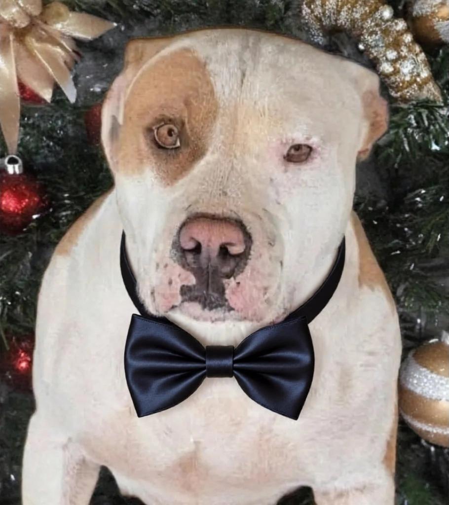 Mello, Adoptable, Adult Male Pit Bull Terrier.