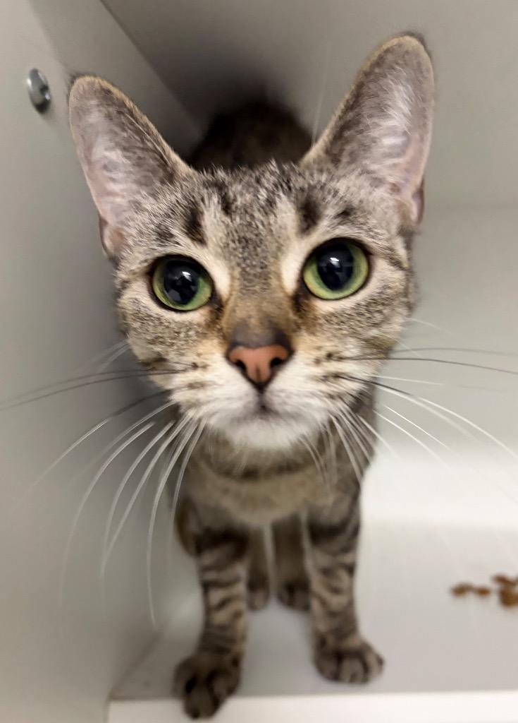 Jade, Adoptable, Young Female Domestic Short Hair.