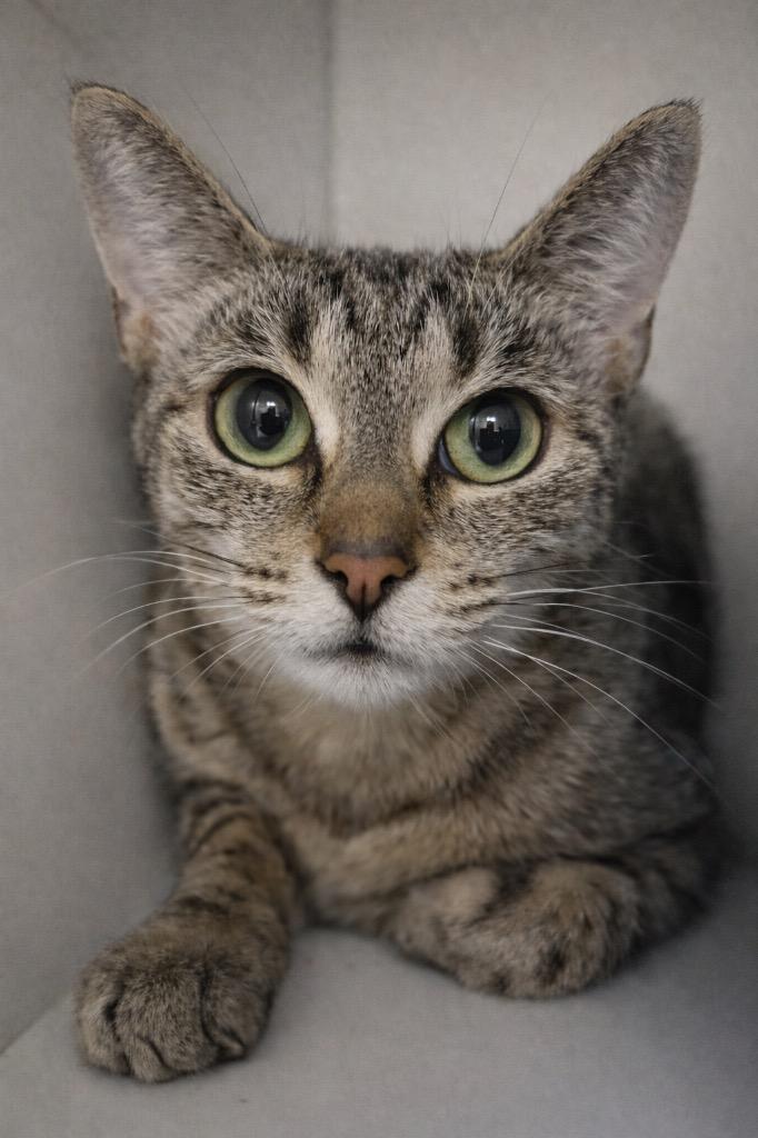 Jade, a Adoptable mixed breed in Huntington, IN image 2/2