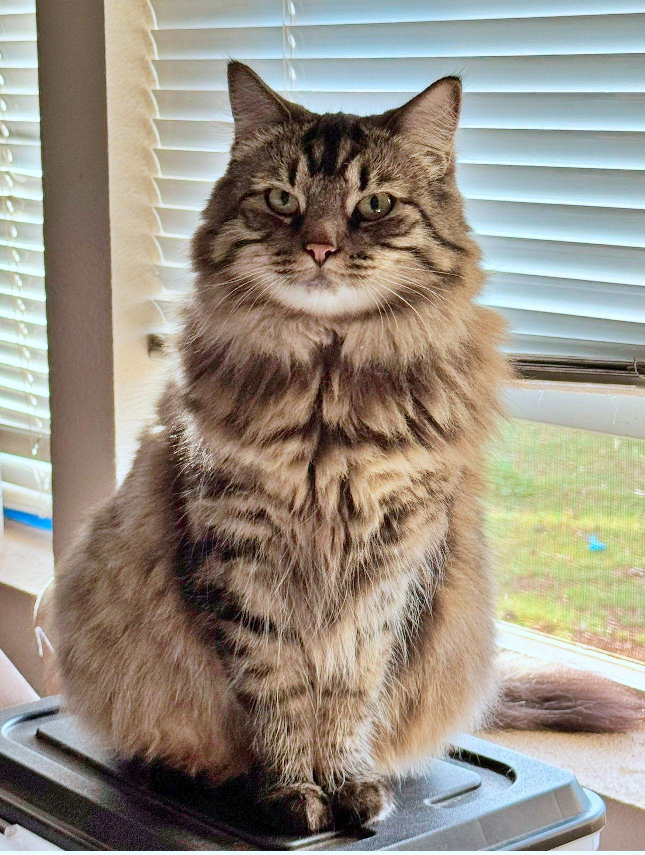 KITTY #1814 - Offered by Owner - Young Female, Adoptable, Adult Female Tabby & Domestic Long Hair.