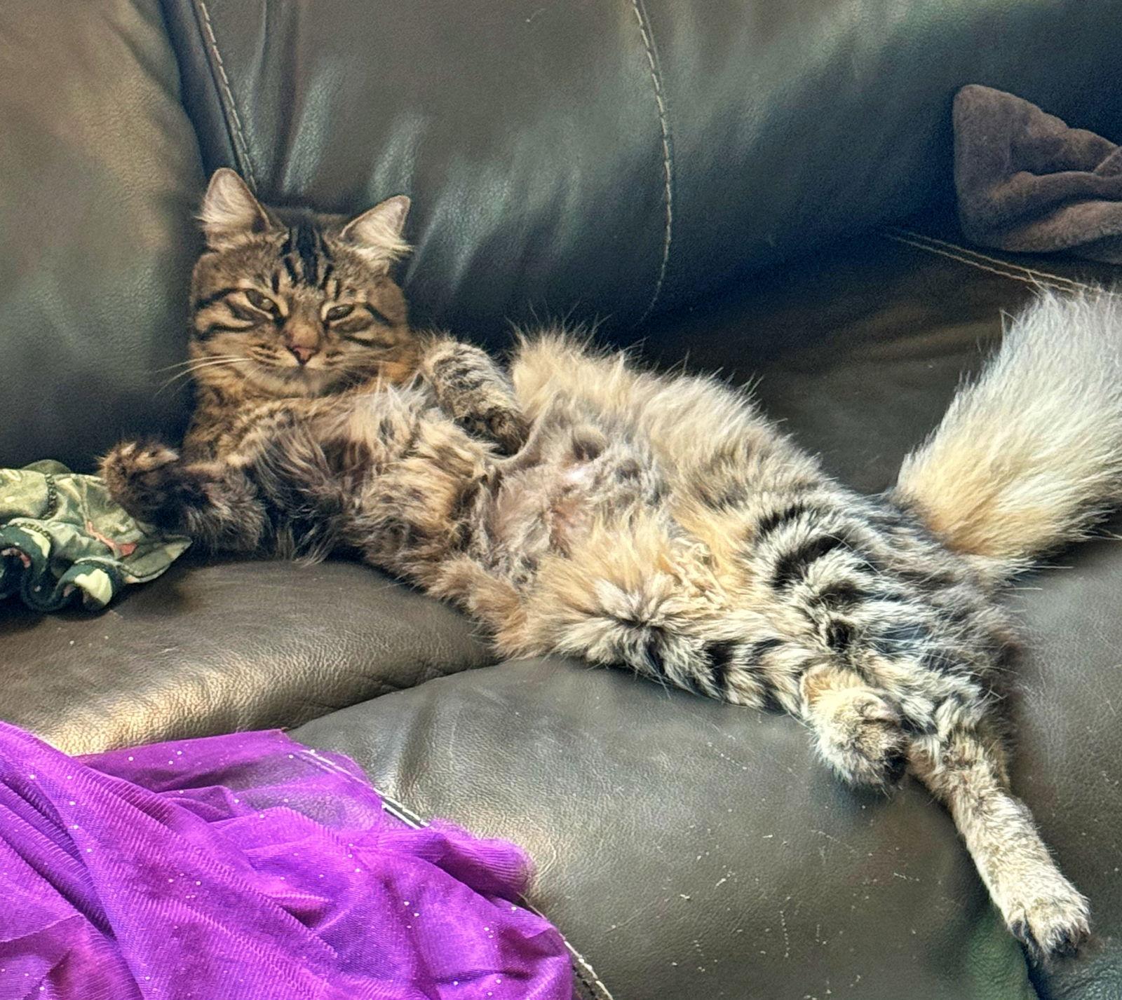 Enlarge KITTY #1814 - Offered by Owner - Young Female, a Adoptable mixed breed in Hillsboro, OR image 2/3