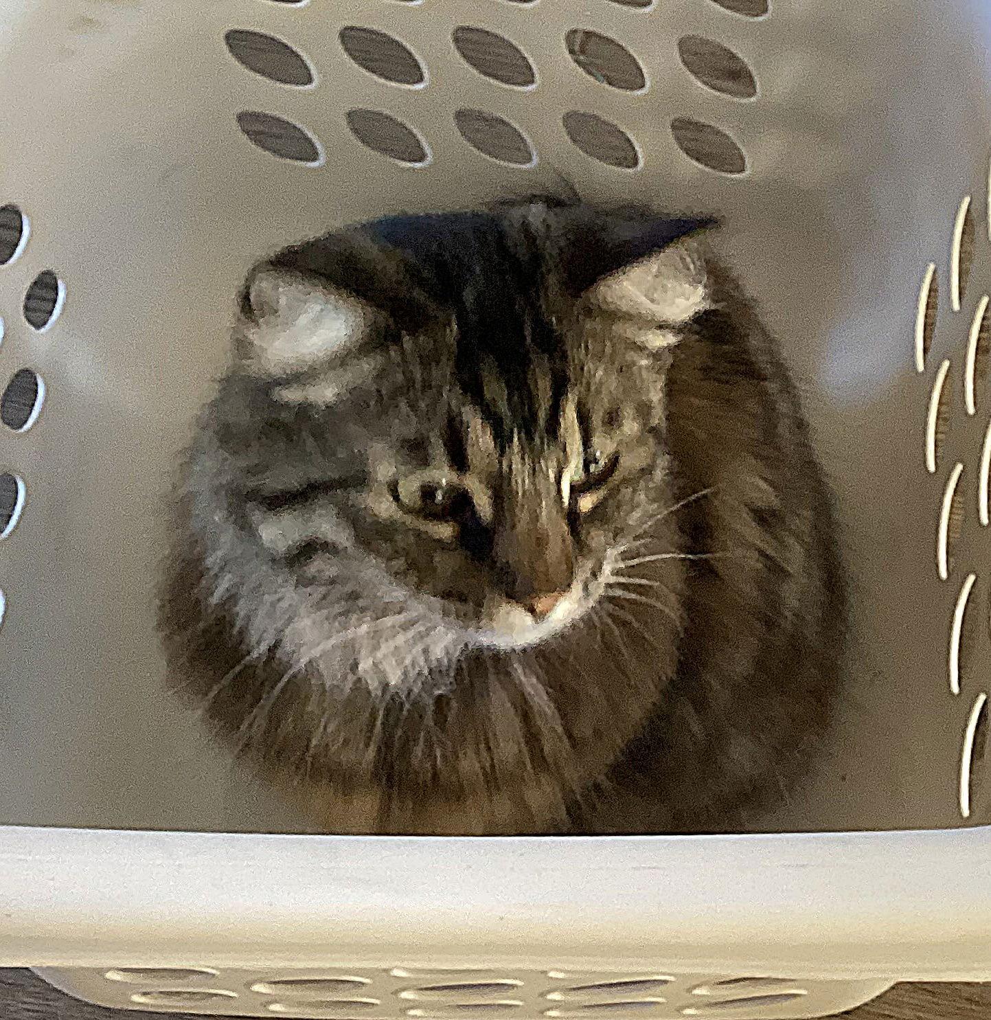 Enlarge KITTY #1814 - Offered by Owner - Young Female, a Adoptable mixed breed in Hillsboro, OR image 3/3