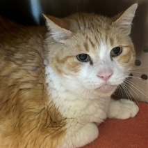 Ozzie (34843c), an adopted Domestic Short Hair in Ithaca, NY_image-1