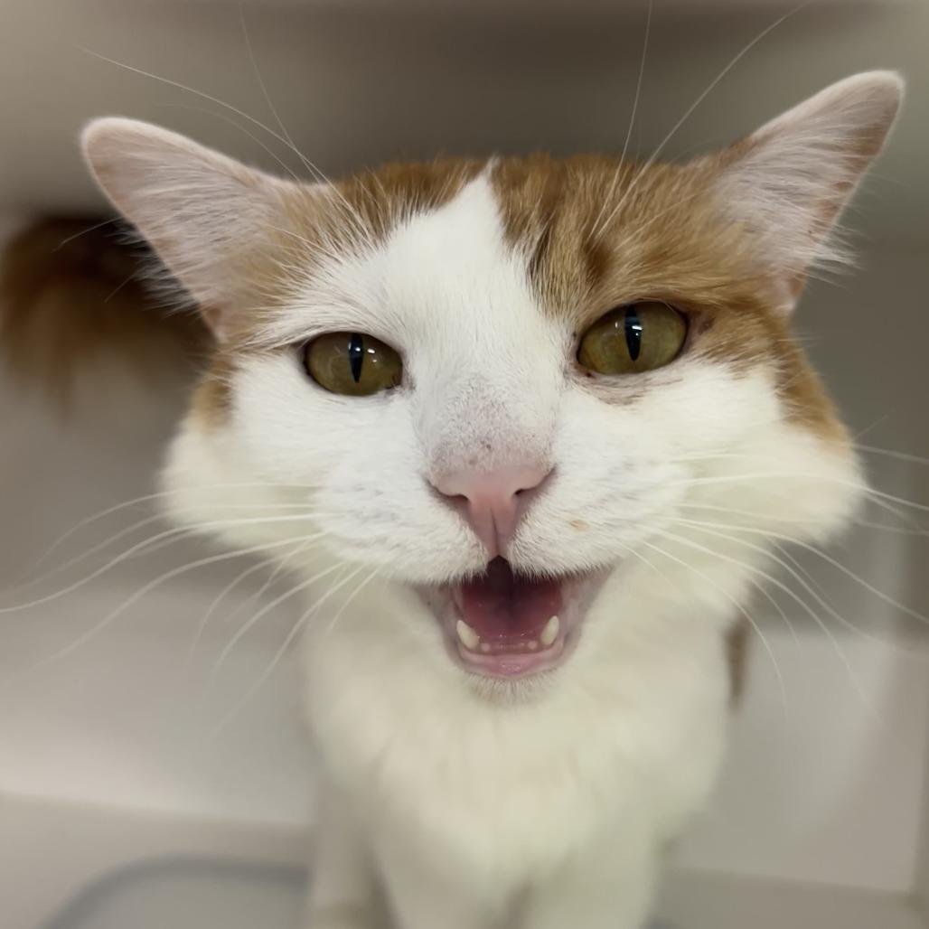 Enlarge Lily, a Adoptable Domestic Medium Hair in Clearwater, FL image 1/3