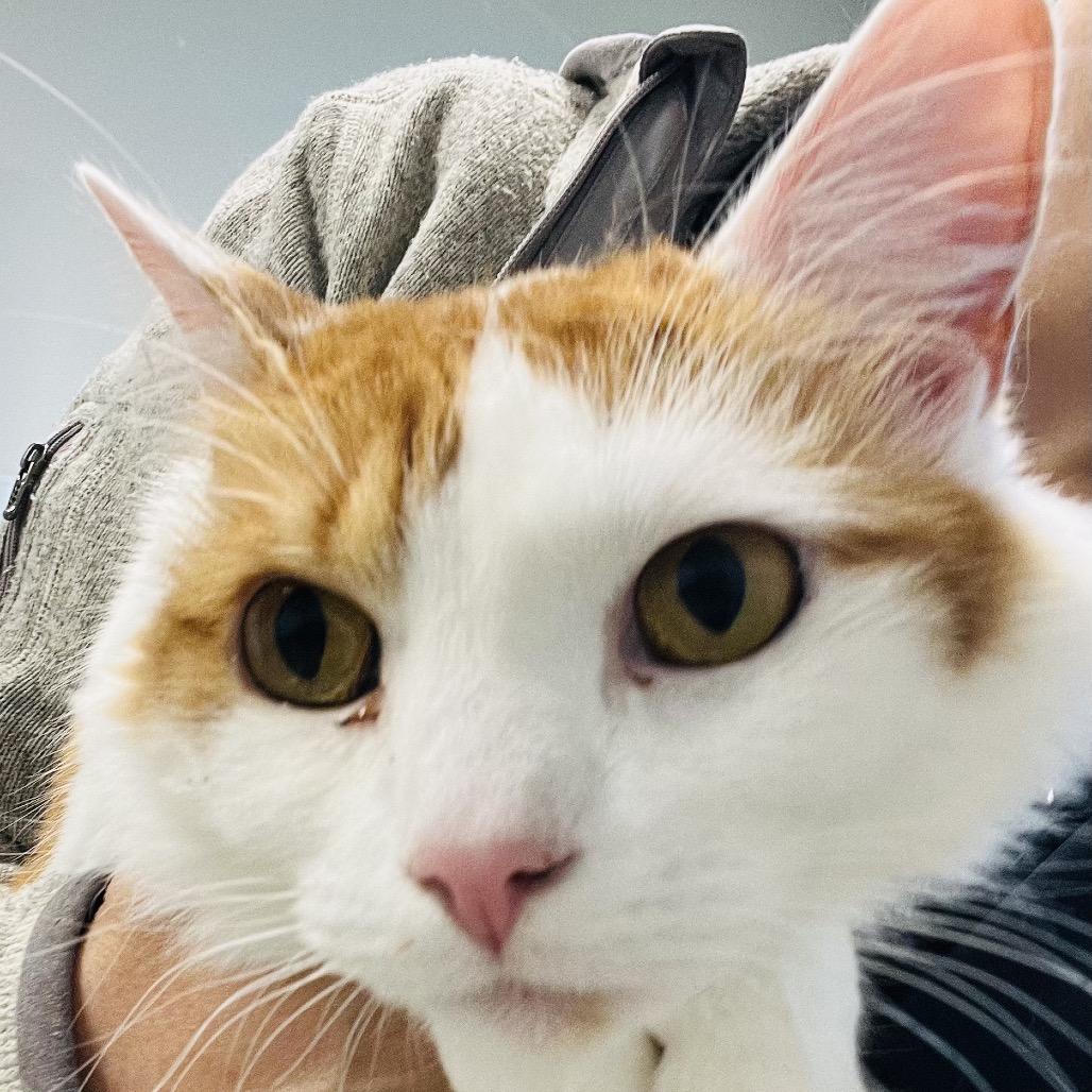 Enlarge Lily, a Adoptable Domestic Medium Hair in Clearwater, FL image 2/3