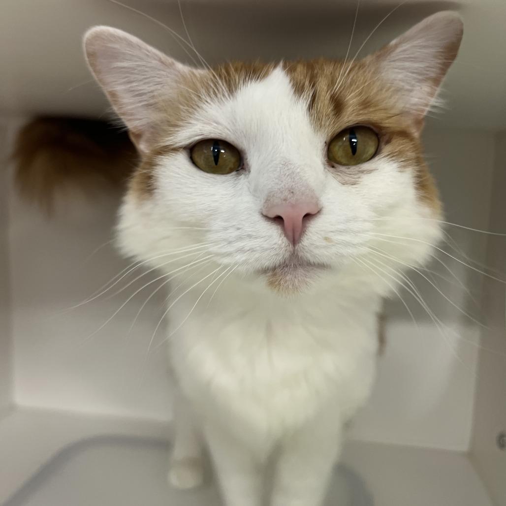 Enlarge Lily, a Adoptable Domestic Medium Hair in Clearwater, FL image 3/3