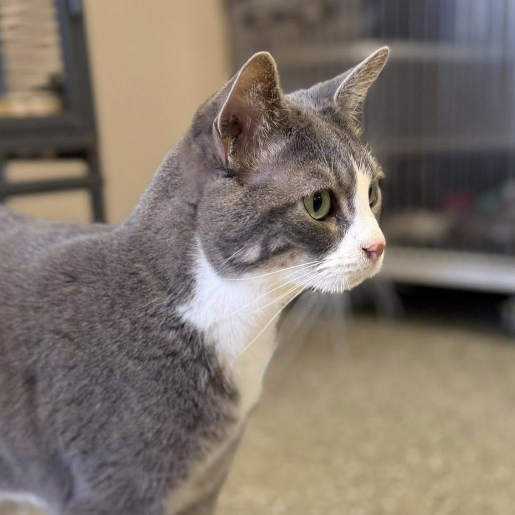 Orlando (Boots), Adoptable, Adult Male Domestic Short Hair.