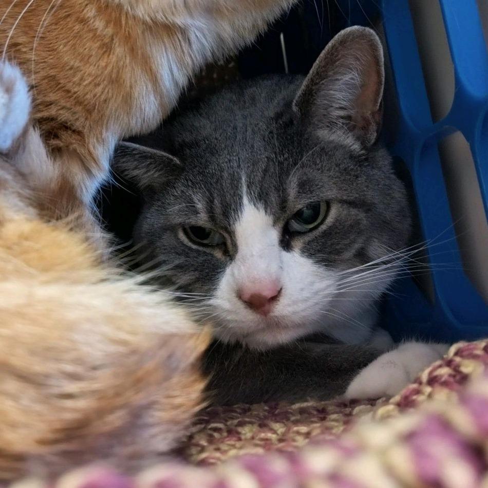 Enlarge Orlando (Boots), a Adoptable Domestic Short Hair in Norfolk, NE image 2/2