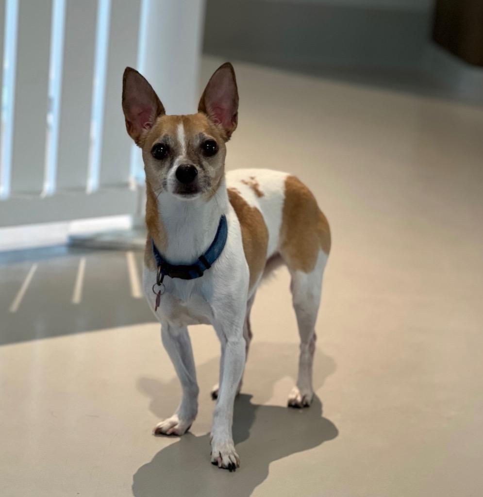 Lucky, Adoptable, Adult Male Rat Terrier & Chihuahua.
