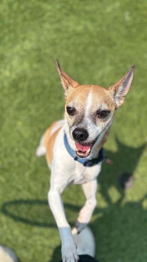 Enlarge Lucky, a Adoptable mixed breed in Dalton, GA image 2/5