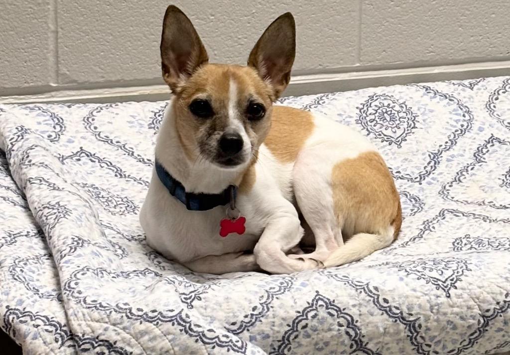 Enlarge Lucky, a Adoptable mixed breed in Dalton, GA image 3/5