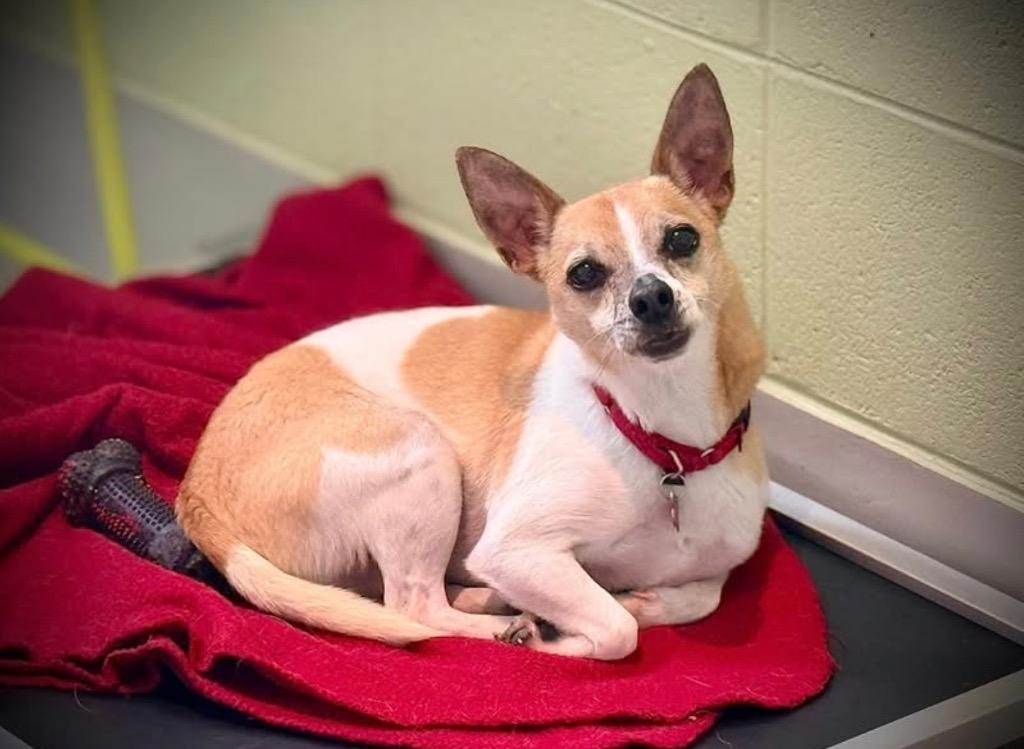 Enlarge Lucky, a Adoptable mixed breed in Dalton, GA image 4/5