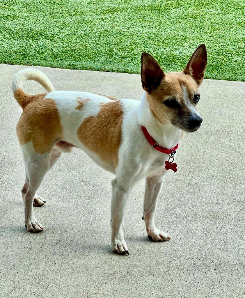 Enlarge Lucky, a Adoptable mixed breed in Dalton, GA image 5/5