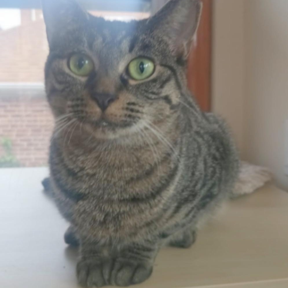 Tara, a Adoptable American Shorthair in Union City, NJ image 1/4