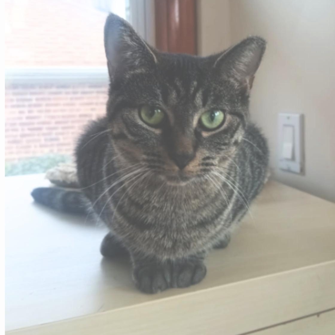 Tara, a Adoptable American Shorthair in Union City, NJ image 2/4