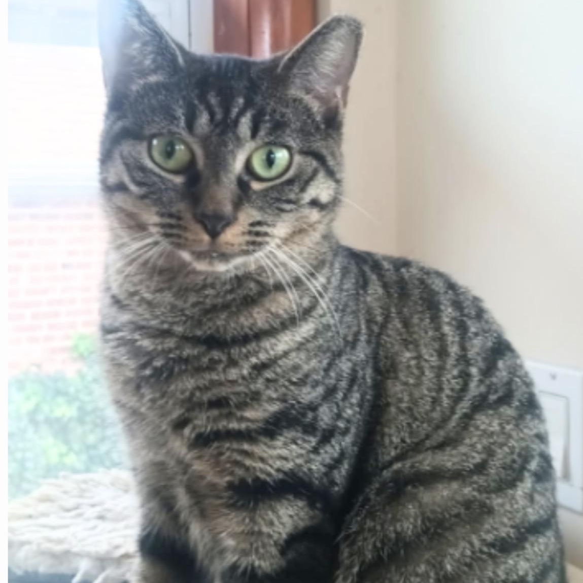 Tara, a Adoptable American Shorthair in Union City, NJ image 3/4