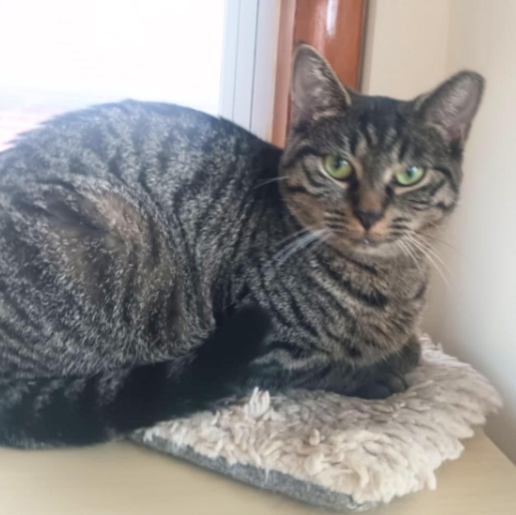 Tara, a Adoptable American Shorthair in Union City, NJ image 4/4