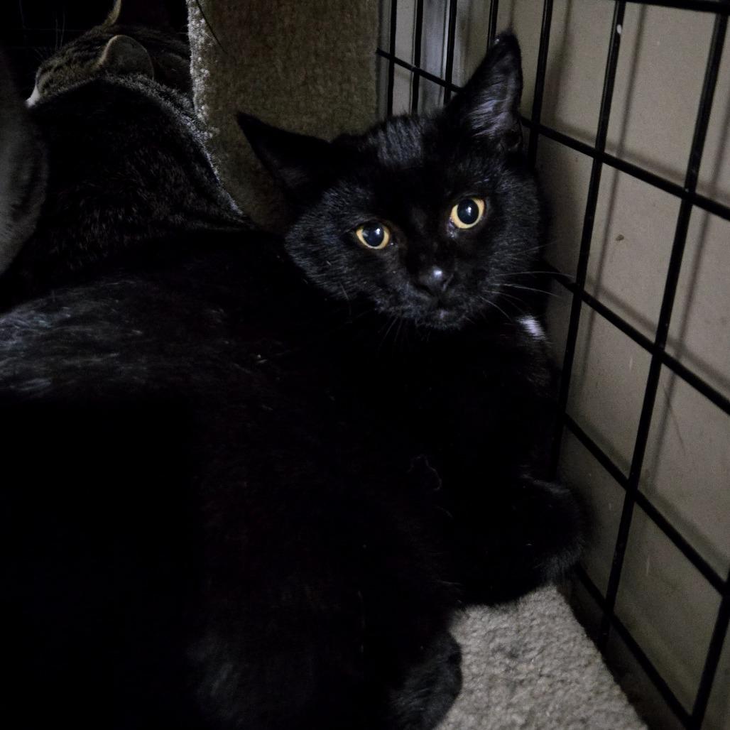 Enlarge Saint, a Adoptable Domestic Short Hair in Sioux Falls, SD image 1/1