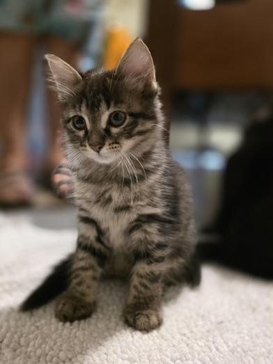 Photo of Baby Female Domestic Long Hair Tabby (Brown / Chocolate)