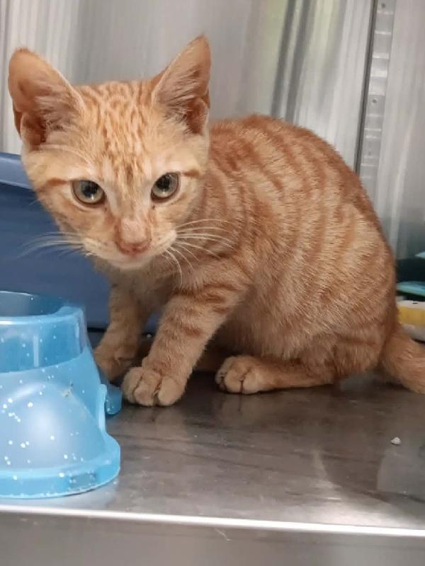 BUTTERSCOTCH, Adoptable, Kitten Male Domestic Short Hair.