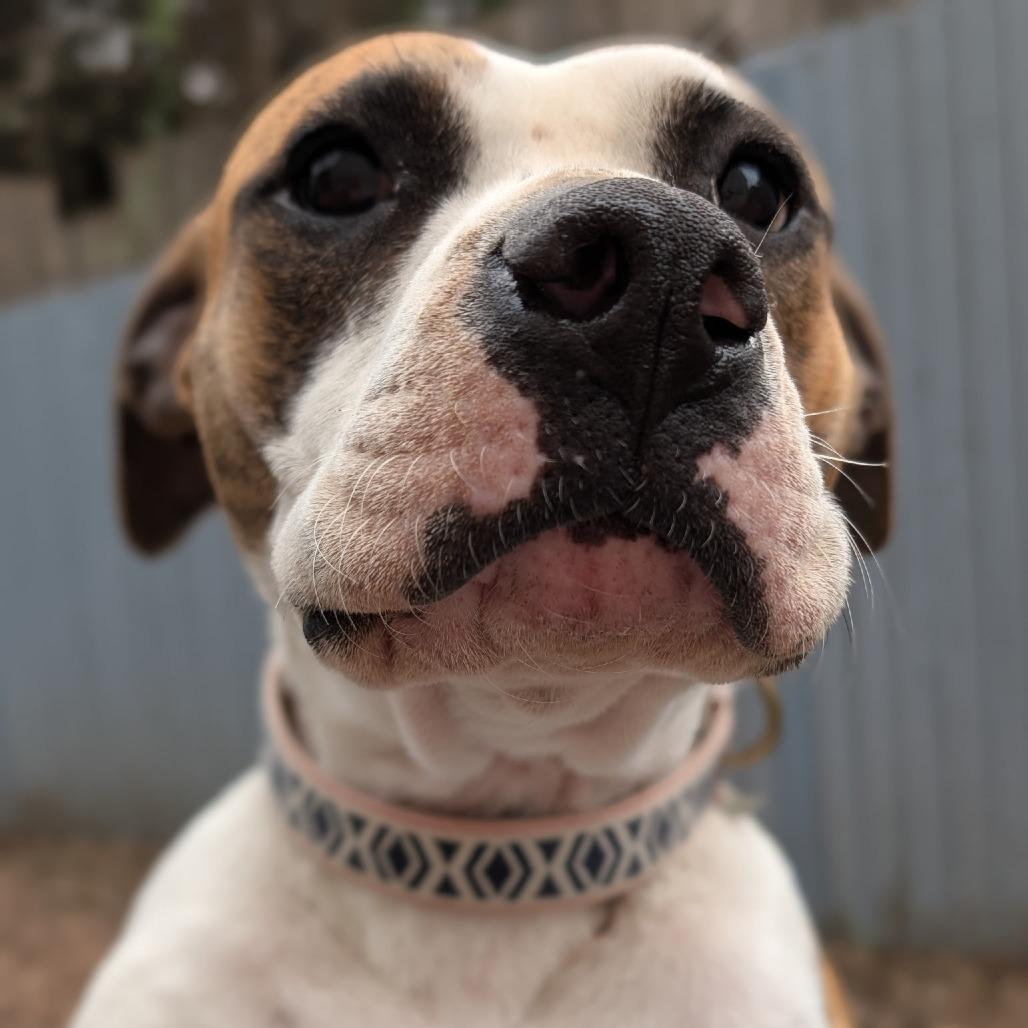 Penelope — thumbnail 4