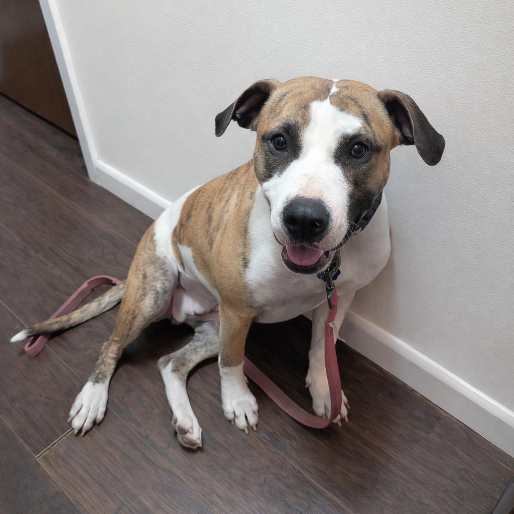 Penelope — thumbnail 6