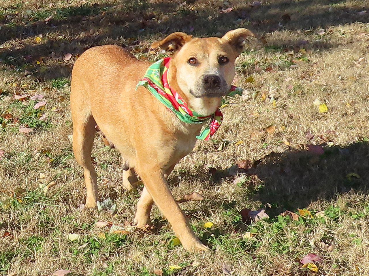 Enlarge Millie 25C-229A, a Adoptable mixed breed in Rogers, AR image 5/5