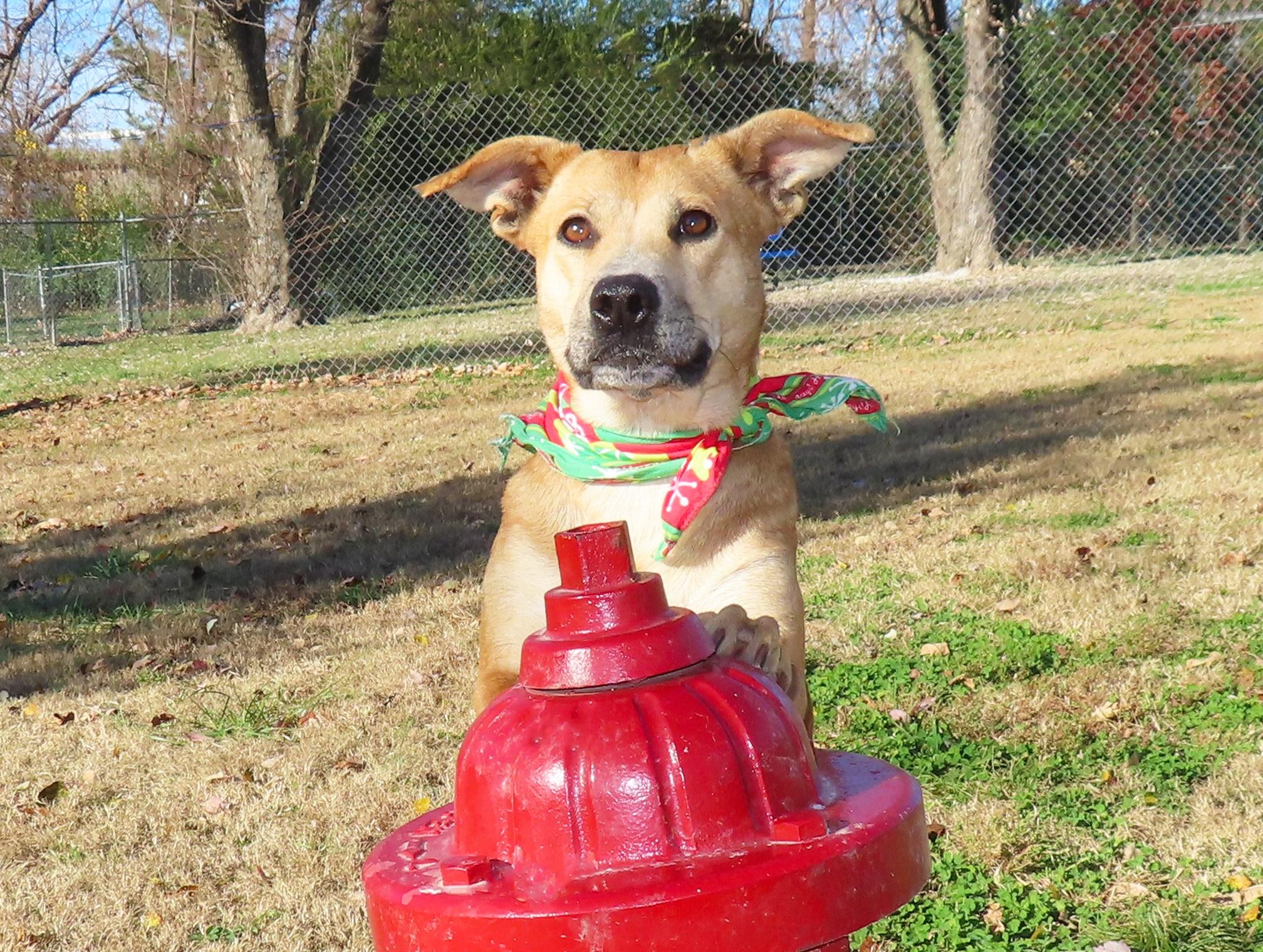 Enlarge Millie 25C-229A, a Adoptable mixed breed in Rogers, AR image 2/5