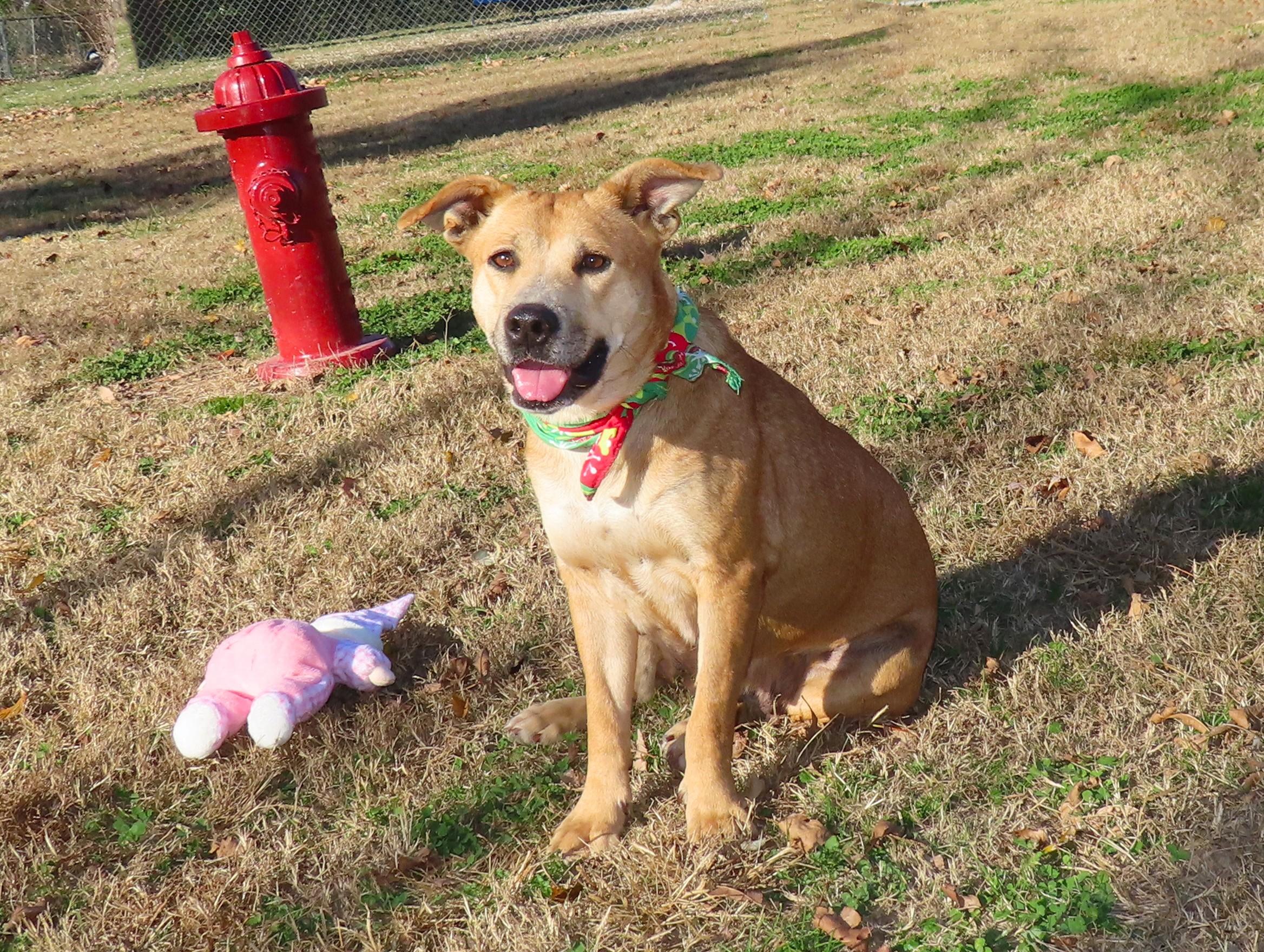 Enlarge Millie 25C-229A, a Adoptable mixed breed in Rogers, AR image 4/5