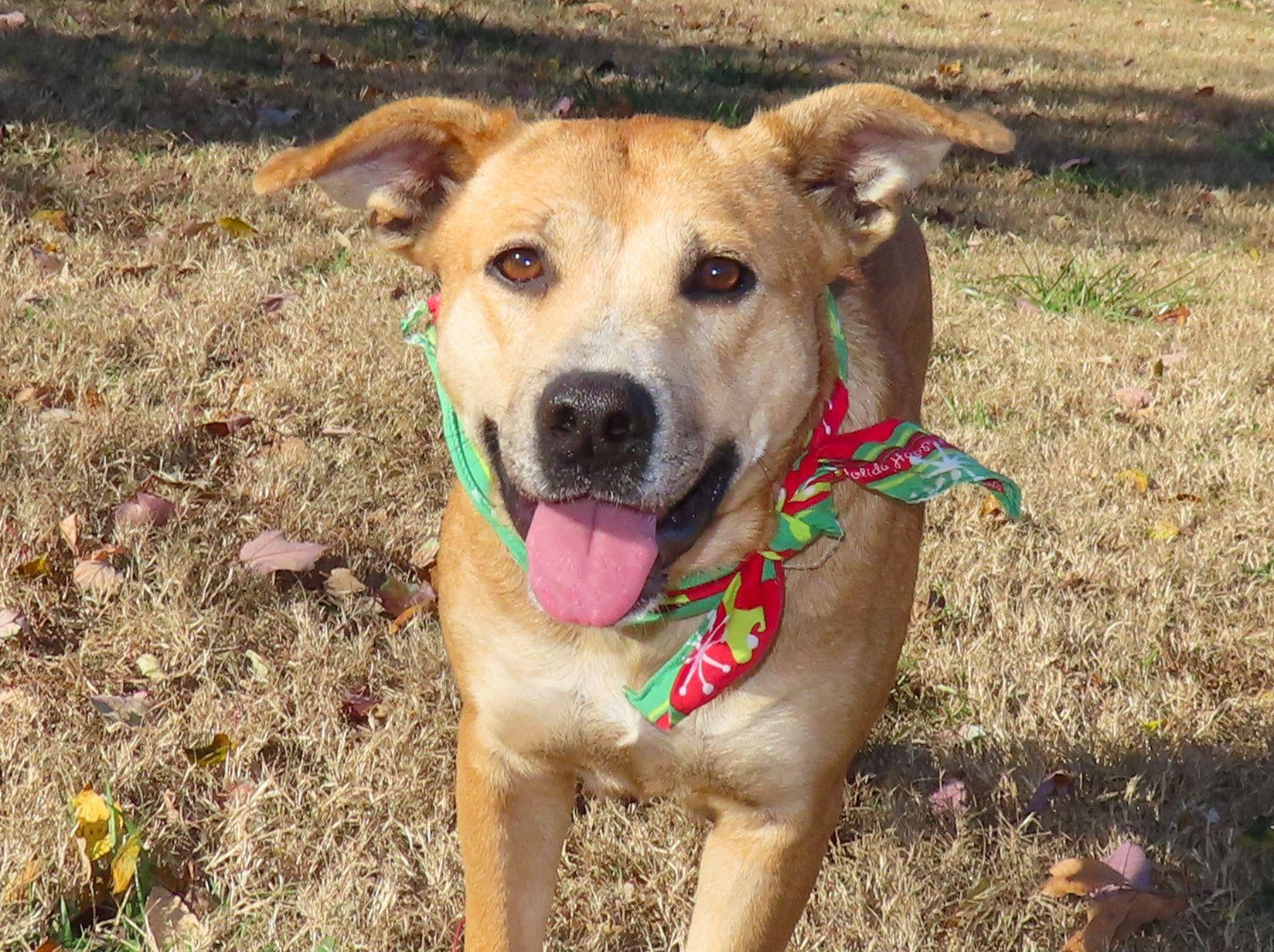Enlarge Millie 25C-229A, a Adoptable mixed breed in Rogers, AR image 1/5