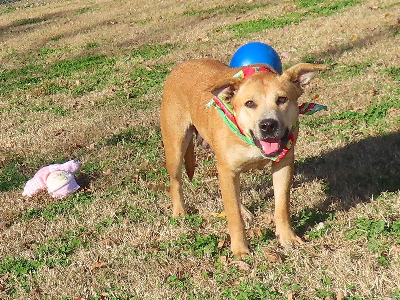 Enlarge Millie 25C-229A, a Adoptable mixed breed in Rogers, AR image 3/5