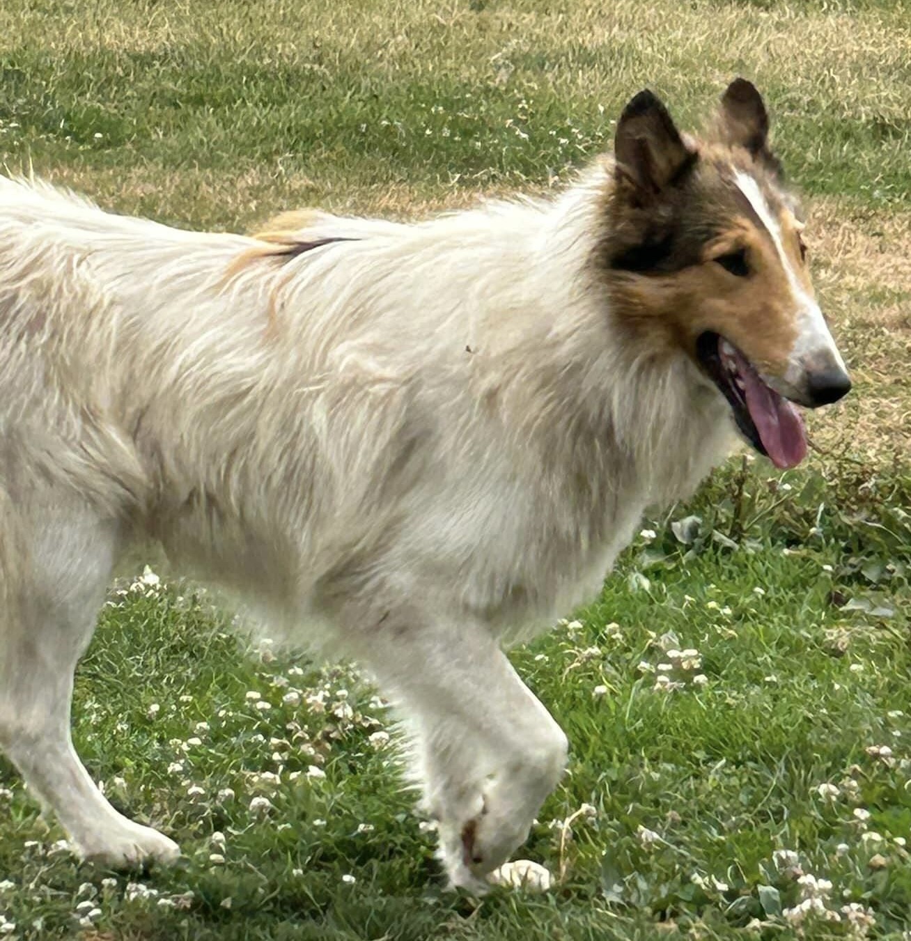 ADOPTED - Leaf, a Adopted Rough Collie in Souderton, PA image 1/2