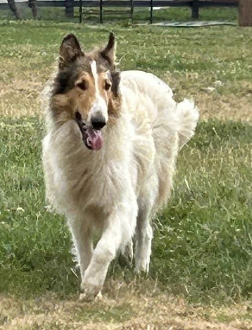 ADOPTED - Leaf, a Adopted Rough Collie in Souderton, PA image 2/2