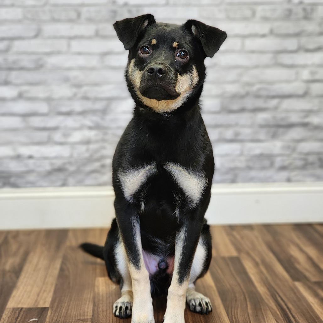 Moose, Adoptable, Young Male Terrier & Mixed Breed.