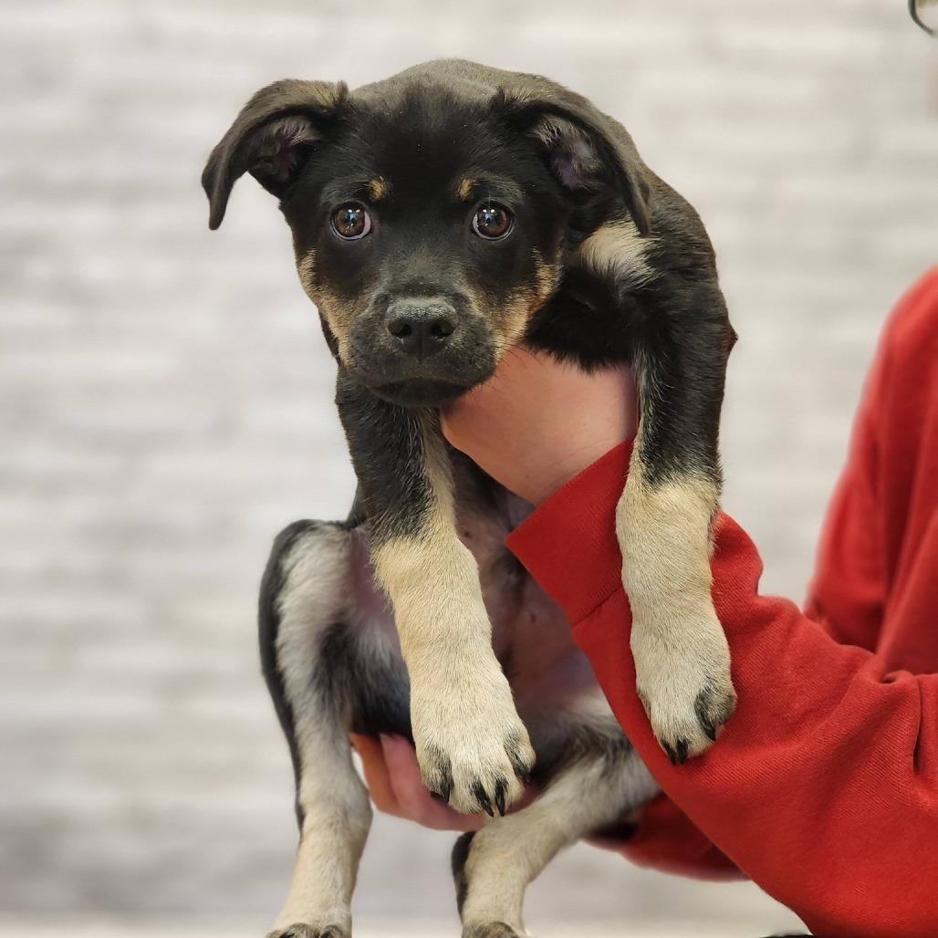 Enlarge Moose, a Adoptable mixed breed in Montgomery, AL image 2/4