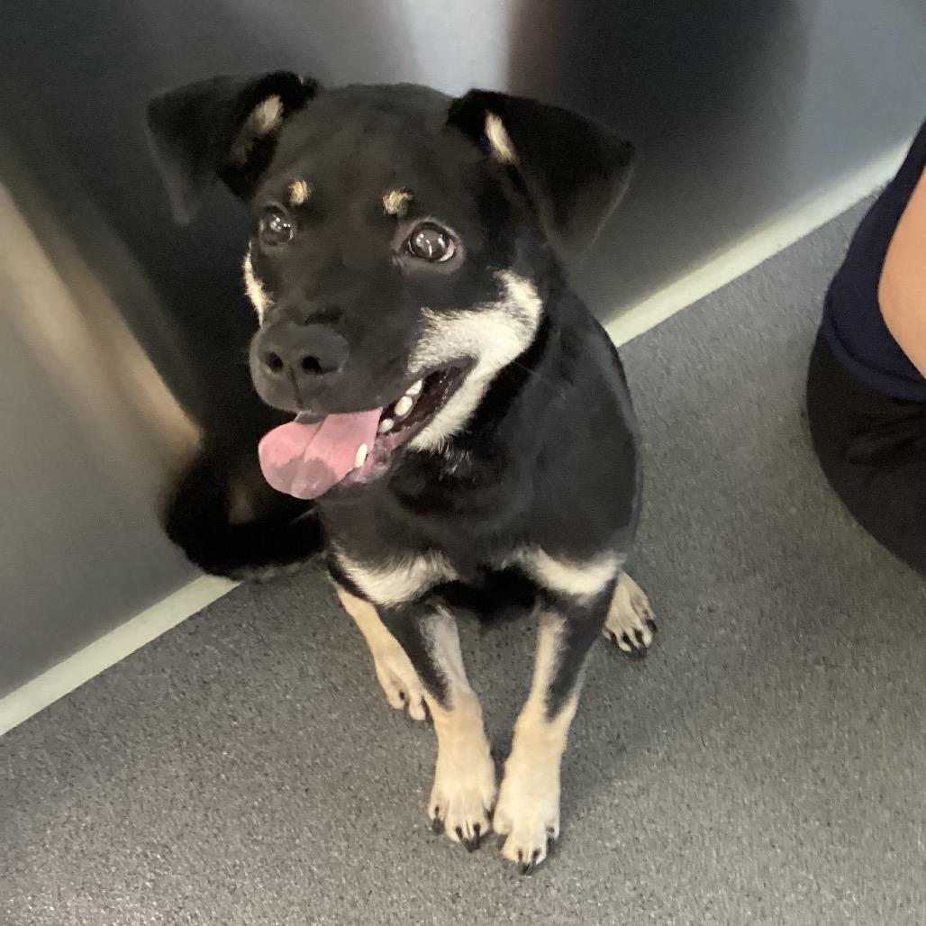 Enlarge Moose, a Adoptable mixed breed in Montgomery, AL image 3/4