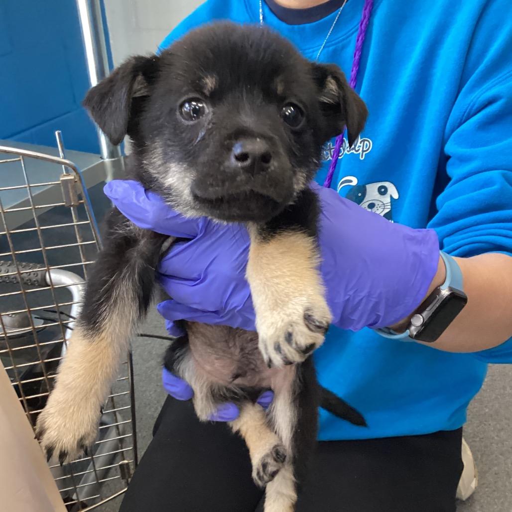 Enlarge Moose, a Adoptable mixed breed in Montgomery, AL image 4/4