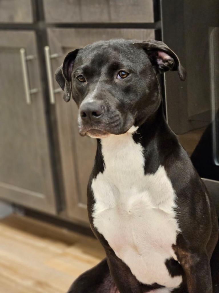 Millie (fka Diamond) (fka Flute)