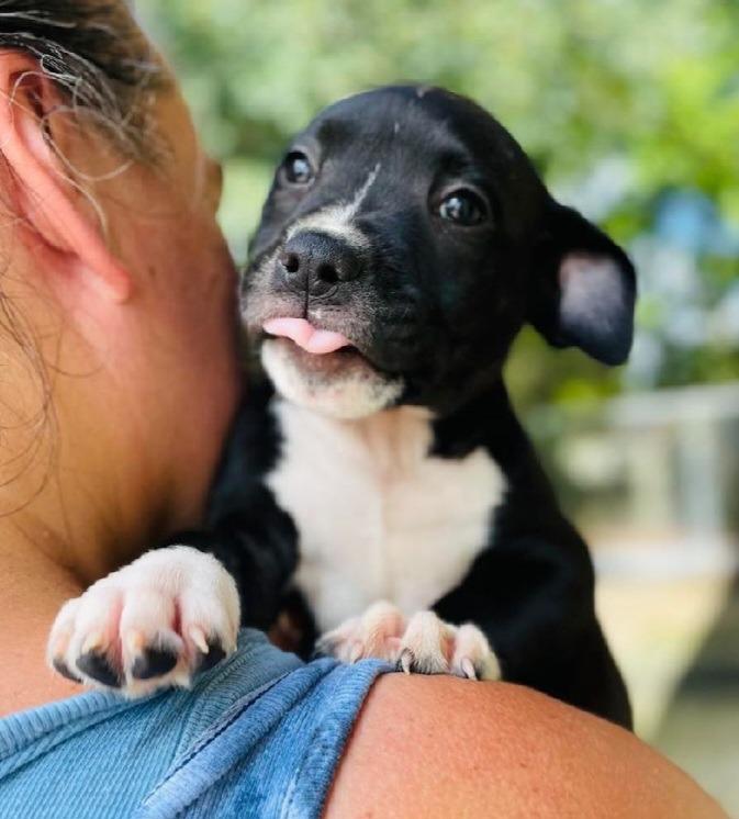 Millie (fka Diamond) (fka Flute) — thumbnail 2