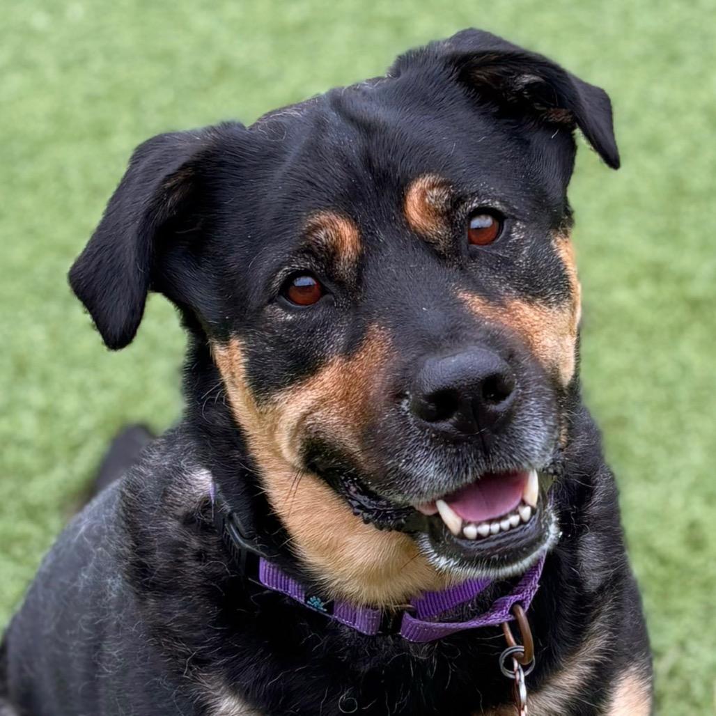 Boots, Adoptable, Adult Female Mixed Breed.
