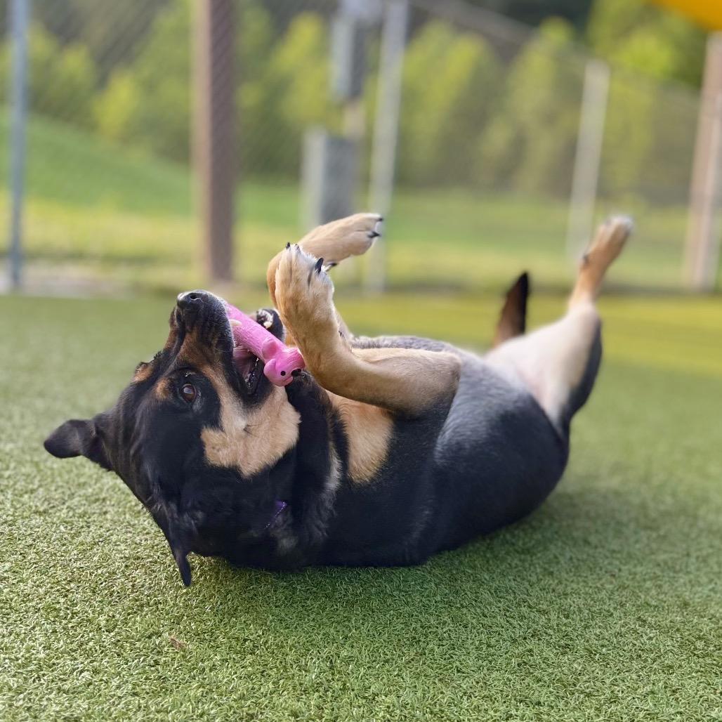 Boots, a Adoptable Mixed Breed in Nashville, IN image 3/5