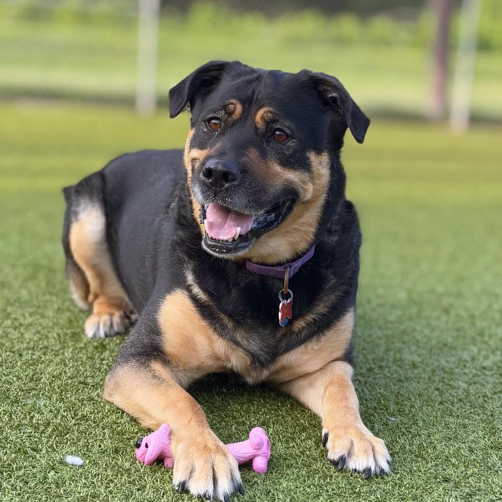 Boots, a Adoptable Mixed Breed in Nashville, IN image 4/5