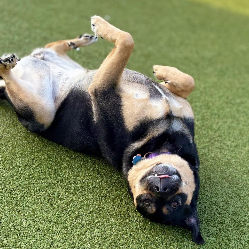 Boots, a Adoptable Mixed Breed in Nashville, IN image 5/5