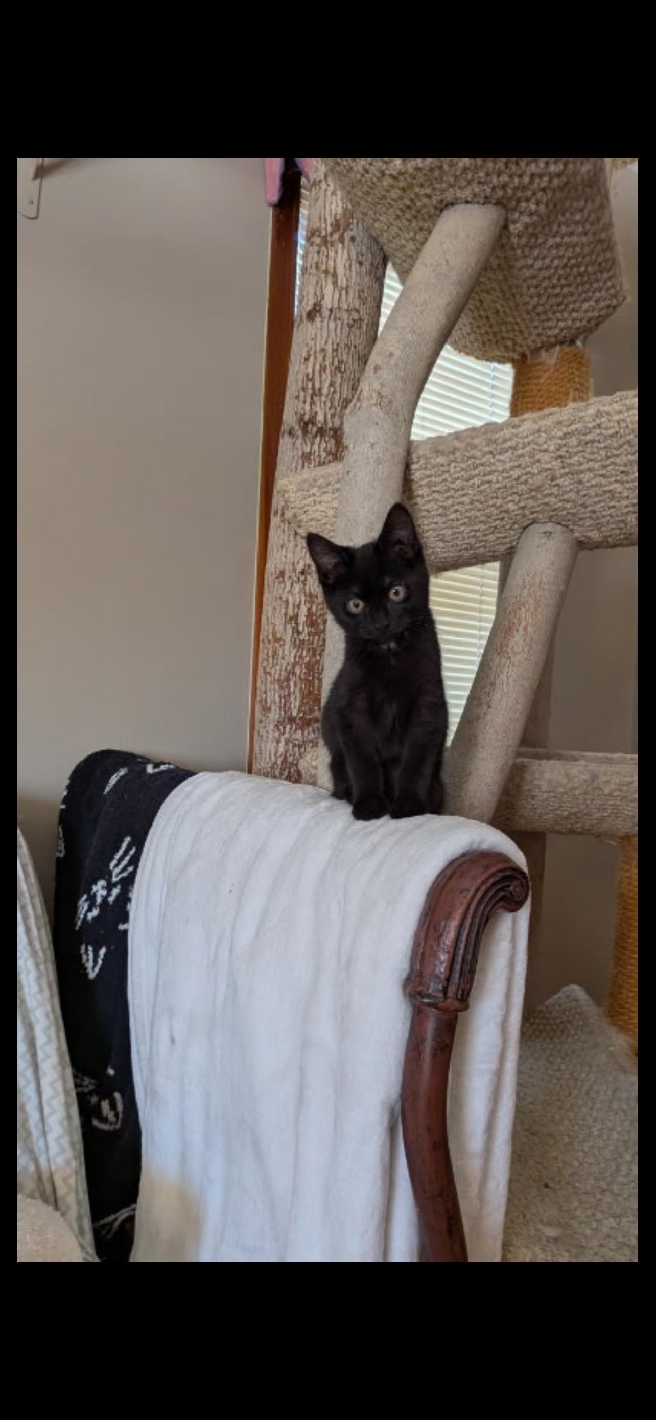 Hawkeye, adopted, Young Male Domestic Short Hair.