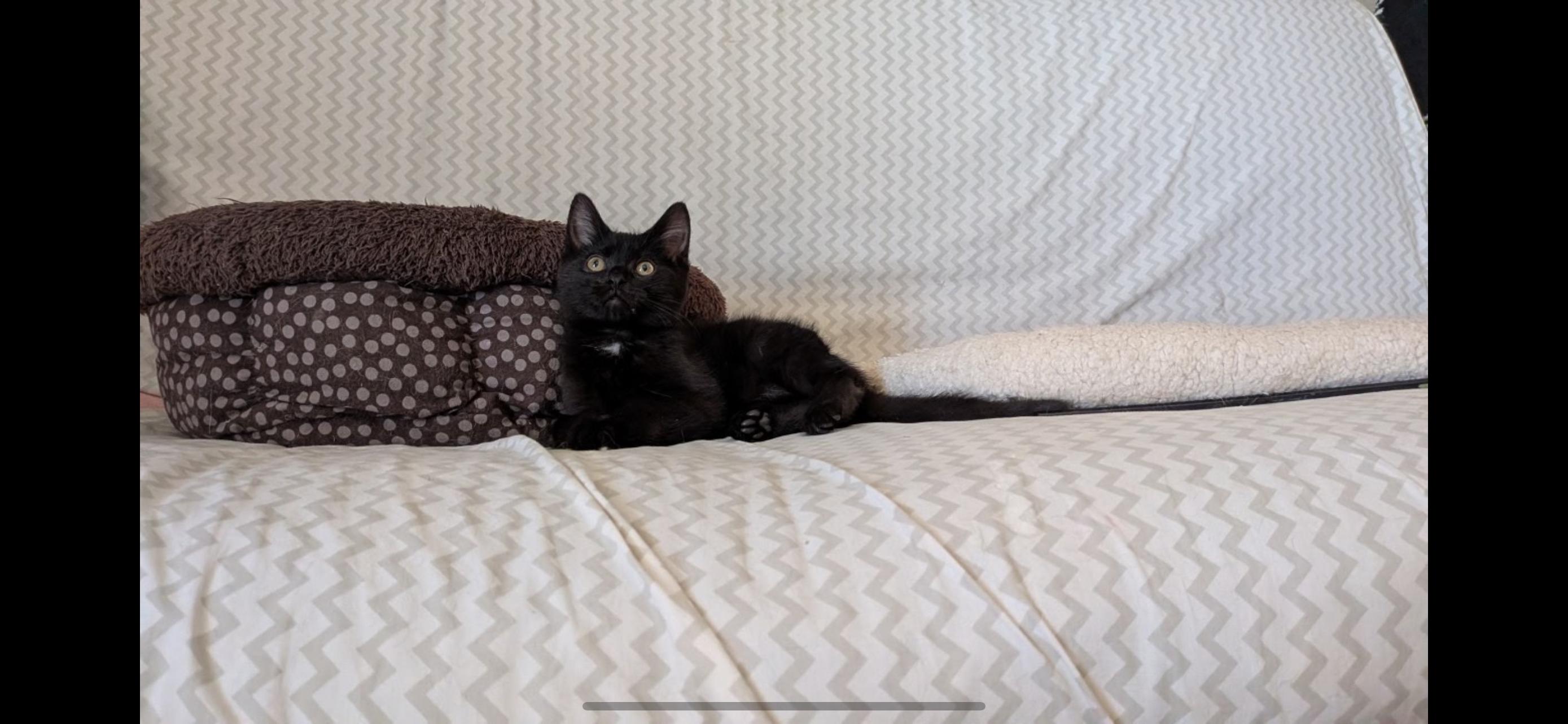 Enlarge Hawkeye, an adopted mixed breed in Milwaukee, WI image 2/3