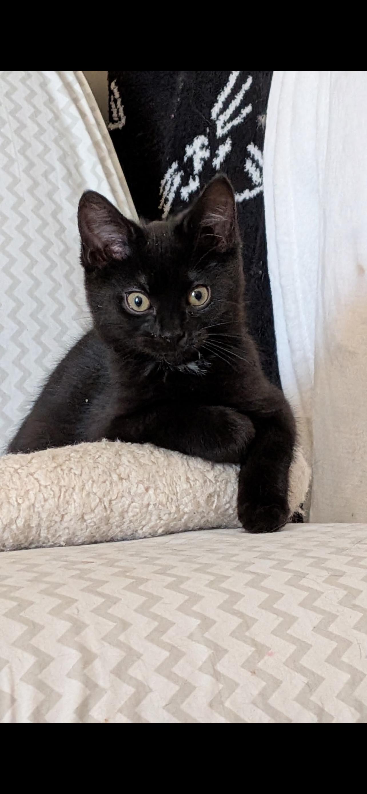 Enlarge Hawkeye, an adopted mixed breed in Milwaukee, WI image 3/3